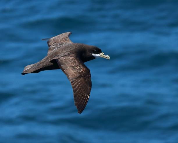 istock White-chinned Petrel 1442955046