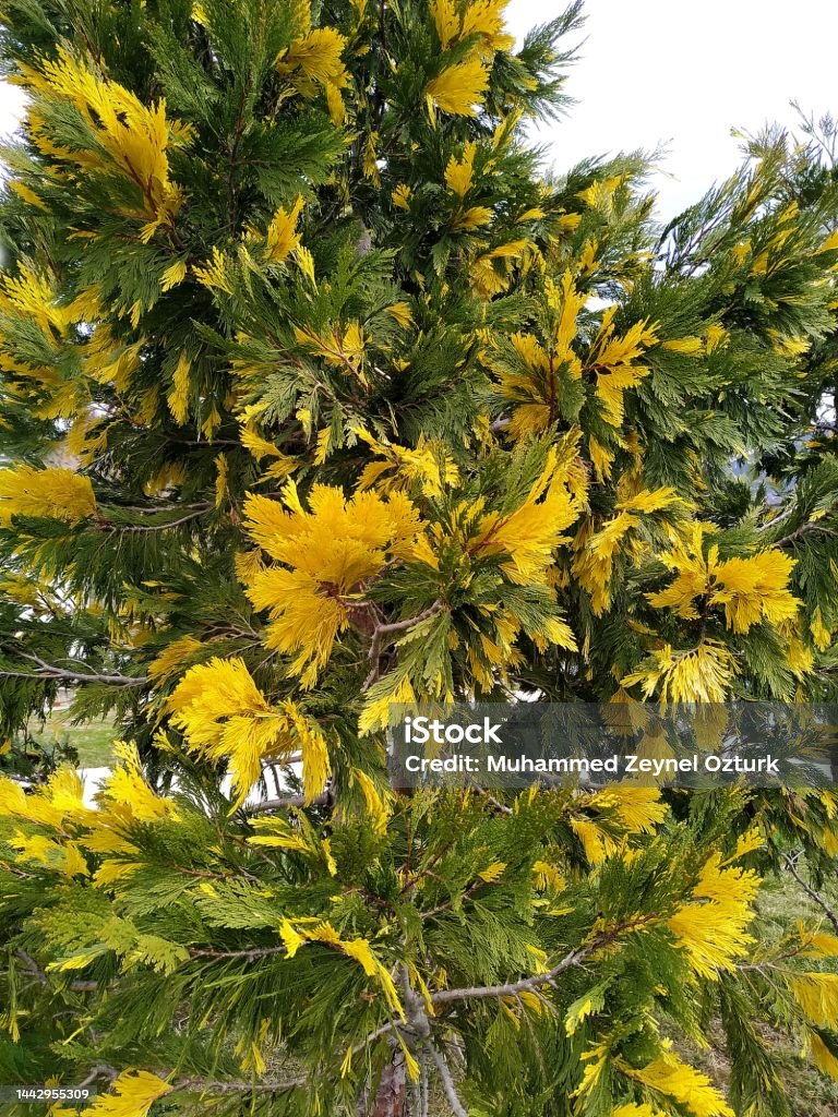 Calocedrus decurrens 'Aureovariegata', Alaca yapraklı kaliforniya su sediri Location is Artvin in Türkiye Incense Cedar Tree Stock Photo