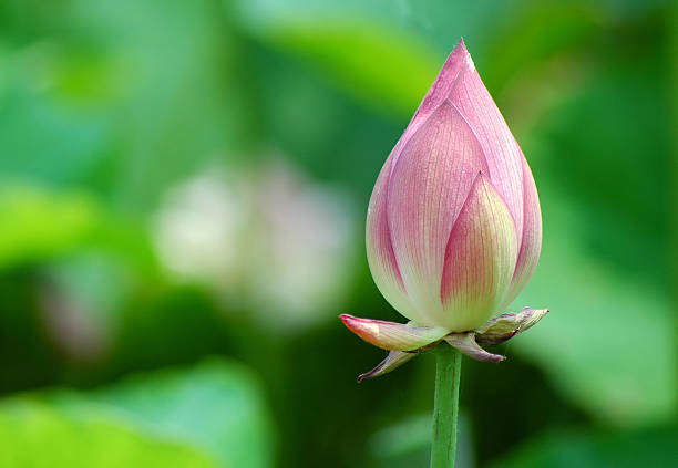 istock Japanese pink lotus 144295572
