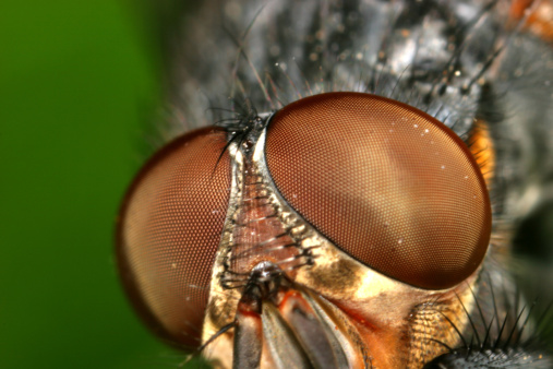 Closeup of housefly eating mango waterdrops