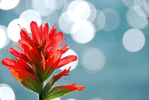 castilleja - indian paintbrush foto e immagini stock