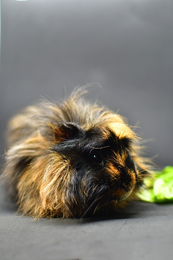 Black and red long haired guinea pig. Pet.