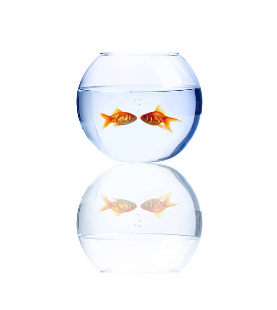 istock Close-up of a fishbowl containing two goldfish 144295868