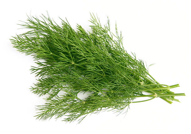 istock A cut of green dill on a neutral white background 144295876