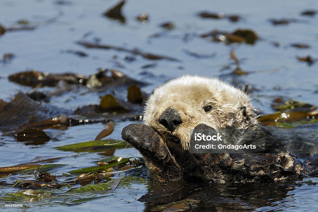 Sea Otter A playful California Sea Otter wraps himself up in the kelp bed. Kelp Stock Photo