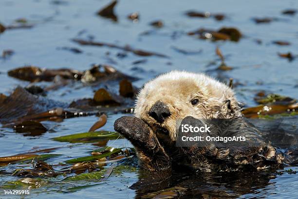Sea Otter Stock Photo - Download Image Now - Kelp, Sea Otter, Animal Hair