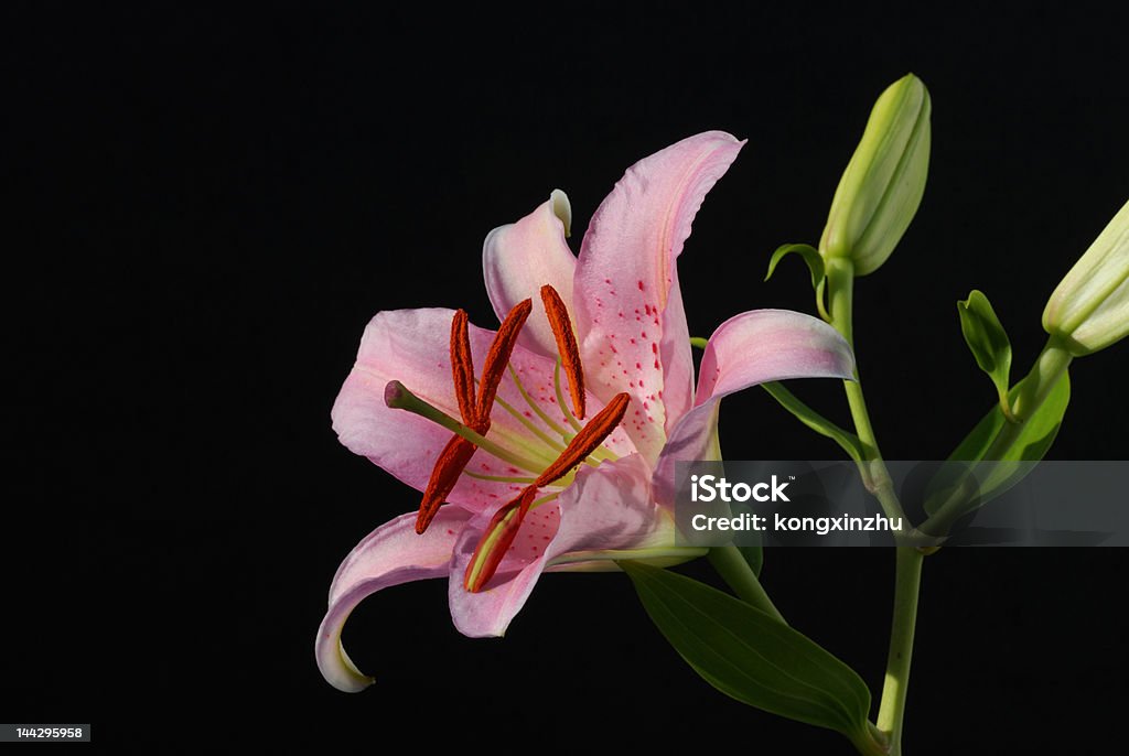 Rose Lis oriental - Photo de Asiatique de l'Est et du Sud-Est libre de droits