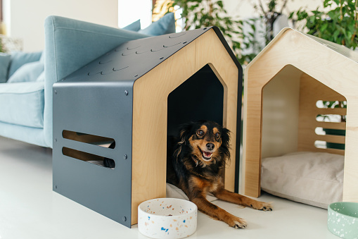 Little dog lying in dog house in modern living room. Mixed breed dog