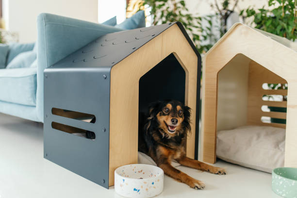 Dog in contemporary living room with dog house Little dog lying in dog house in modern living room. Mixed breed dog kennel stock pictures, royalty-free photos & images