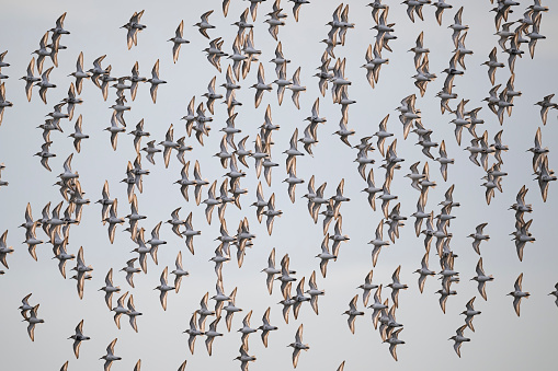 Dunlin and sanderling flying