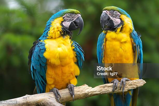 Pappagallo - Fotografie stock e altre immagini di Animale - Animale, Becco, Chiazzato