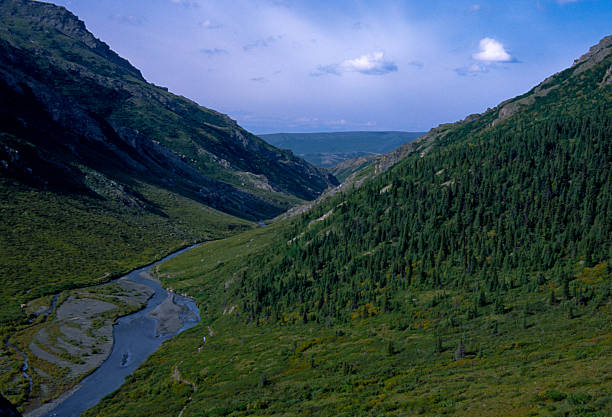 istock Savage River - Denali National Park, Alaska 144296117