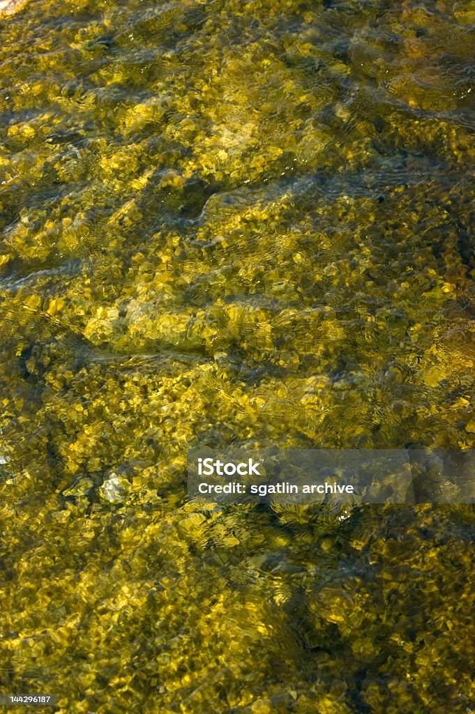 Cor amarelo algas - Foto de stock de Alga royalty-free