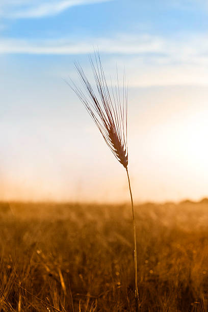 Il campo - foto stock