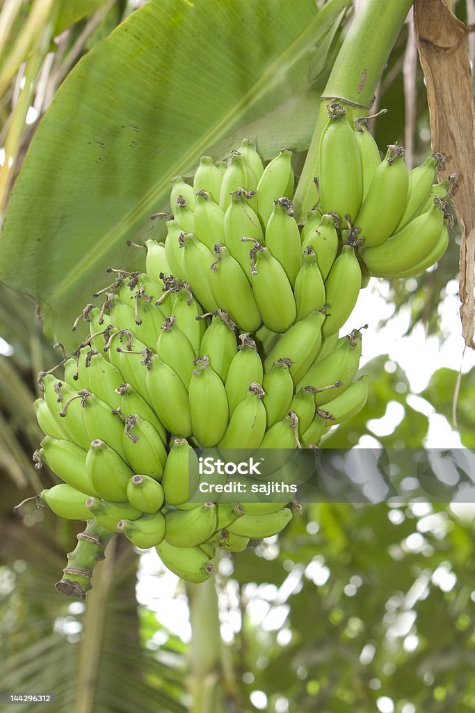Banana - Lizenzfrei Agrarbetrieb Stock-Foto