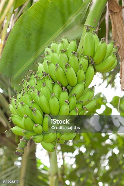 Banana Stockfoto und mehr Bilder von Agrarbetrieb - Agrarbetrieb, Banane, Bananenstaude