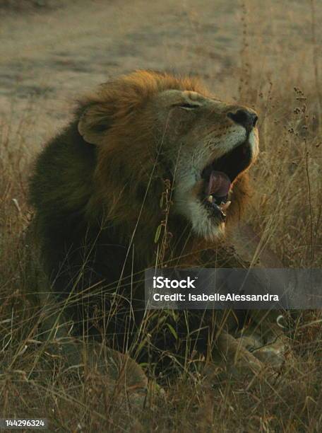 Long Day Stock Photo - Download Image Now - Africa, Animal, Animal Teeth