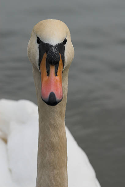 Swan IV stock photo