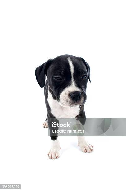 Cute Staffordshire Bull Terrier Puppy Stock Photo - Download Image Now - Animal, Cruel, Dog