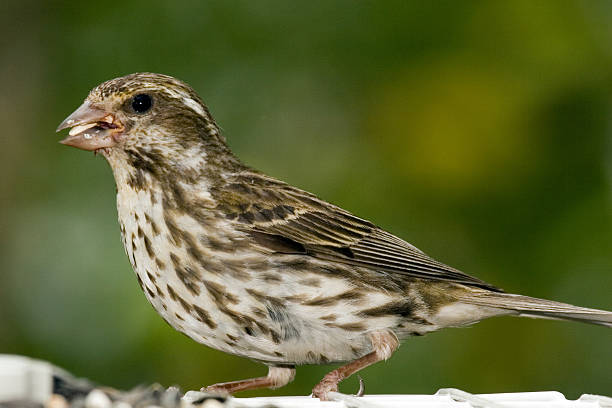 istock female purple finch 144296451