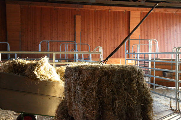 Haystack in a stable stock photo