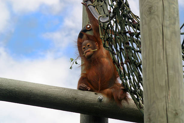 Orang-outan de l'escalade - Photo