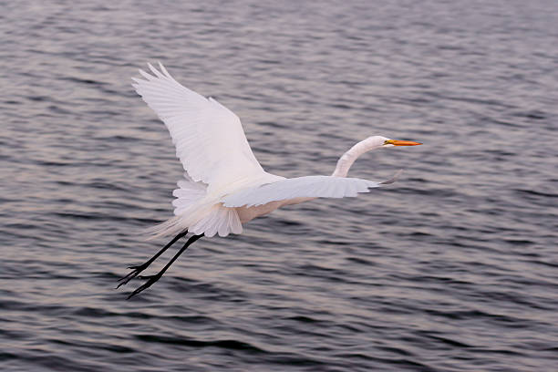 istock White Bird Gliding Across the Water. 144296717