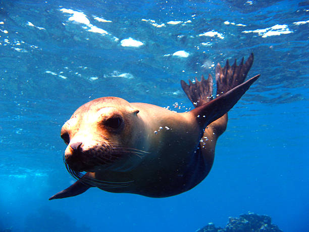 istock Divine' Sea Lion 144296758