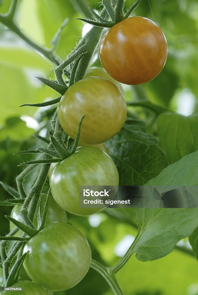 Tomates cerises - Photo de Agriculture libre de droits