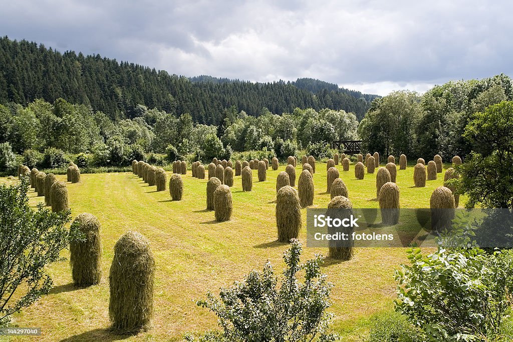 Hay stacks in Roznov, Czech Republic In this typical way the hay stacks are piled up in Roznov, Czech Republic. Agriculture Stock Photo