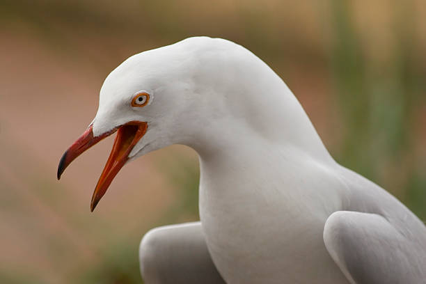 Aggressive seagull stock photo