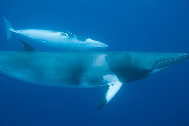 Minke whales courting stock photo