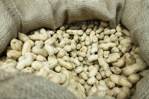 istock Fresh organic ripe unpeeled peanuts in a jute bag 1442972473