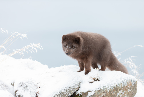 Close up of an Arctic fox standing in snow on the coasts of Iceland.
