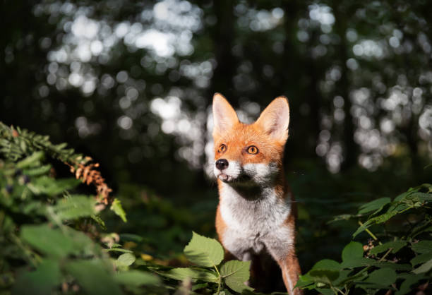 istock Close up of a Red fox in forest 1442973491
