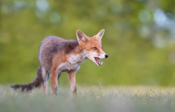 istock Close up of a red fox standing on grass in summer 1442973588