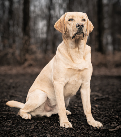 Portrait of a beautiful Labrador retriever