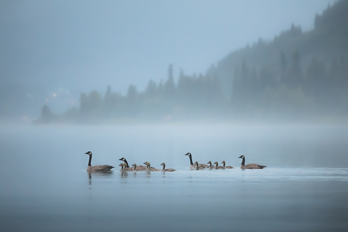 A family or gaggle of Canadian geese (Branta canadensis) with goslings paddle along a misty Kootenay Lake during a moody evening in Nelson, BC, Canada.