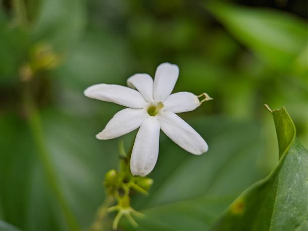 istock Jasmine flower plant 1442979834