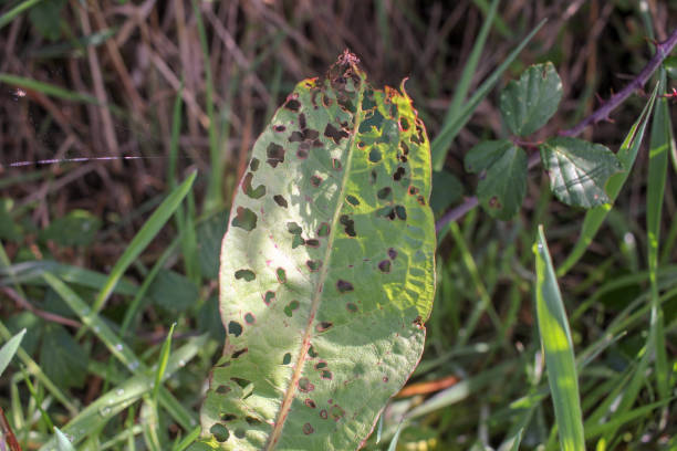 istock a leaf on the ground half eaten by larvae 1442980033