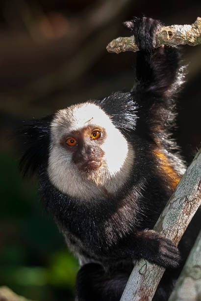 Sagui-de-cara-branca (Callithrix geoffroyi) | White-headed marmoset Sagui-de-cara-branca (Callithrix geoffroyi) fotografado em Itaúnas, Espírito Santo -  Sudeste do Brasil. Bioma Mata Atlântica. Registro feito em 2009.



ENGLISH: White-headed marmoset photographed in Itaunas, Espírito Santo - Southeast of Brazil. Atlantic Forest Biome. Picture made in 2009. callithrix geoffroyi stock pictures, royalty-free photos & images