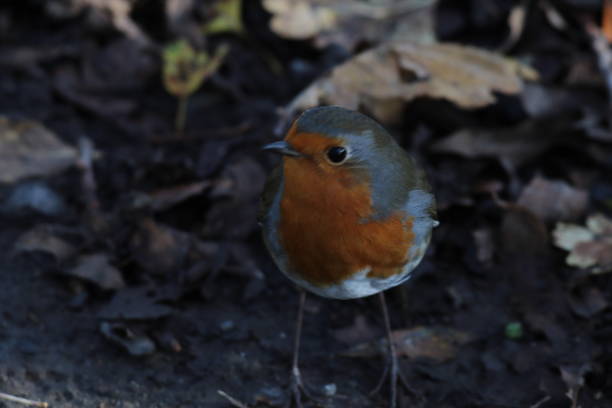 istock A Robin Redbreast in the forest 1442980415