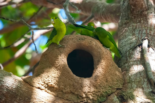 Tuim-de-Asa-Azul (Forpus xanthopterygius) | Blue-winged Parrotlet Tuim-de-Asa-Azul (Forpus xanthopterygius) fotografado em Itaúnas, Espírito Santo -  Sudeste do Brasil. Bioma Mata Atlântica. Registro feito em 2009.



ENGLISH: Blue-winged Parrotlet photographed in Itaunas, Espírito Santo - Southeast of Brazil. Atlantic Forest Biome. Picture made in 2009. asa animal stock pictures, royalty-free photos & images