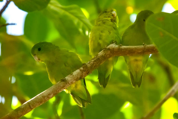 Tuim-de-Asa-Azul (Forpus xanthopterygius) | Blue-winged Parrotlet Tuim-de-Asa-Azul (Forpus xanthopterygius) fotografado em Itaúnas, Espírito Santo -  Sudeste do Brasil. Bioma Mata Atlântica. Registro feito em 2009.



ENGLISH: Blue-winged Parrotlet photographed in Itaunas, Espírito Santo - Southeast of Brazil. Atlantic Forest Biome. Picture made in 2009. asa animal stock pictures, royalty-free photos & images