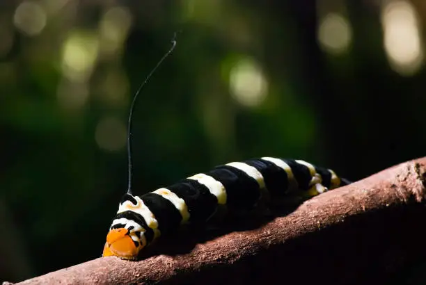 Photo of Moth-swainsonii Caterpillar (Isognathus swainsonii) | Swainsoni's Moth