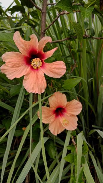 bellissimo fiore di ibisco arancione - potted plant hibiscus herb beauty in nature foto e immagini stock