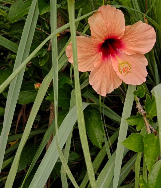 bellissimo fiore di ibisco arancione - potted plant hibiscus herb beauty in nature foto e immagini stock