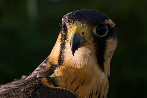 Halcón peregrino (Falco peregrinus) | Halcón peregrino photo