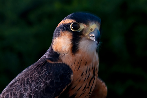Halcón peregrino (Falco peregrinus) | Halcón peregrino photo