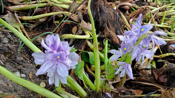 eichhornia crassipes - pond blossom industry agriculture foto e immagini stock